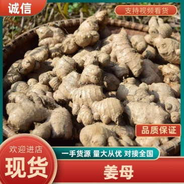 姜母，姜吧货源充足，块头大，颜色好，代发货，