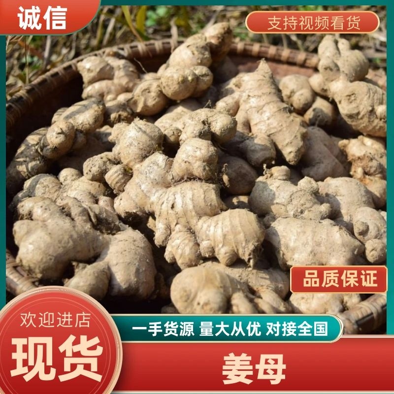 姜母，姜吧货源充足，块头大，颜色好，代发货，