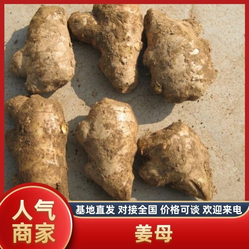 姜母大黄姜母小黄姜母大量有货，质量好，无烂头。