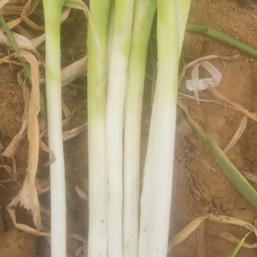 河北饶阳长白大葱目前大量上市,辛辣甜,葱香味浓郁