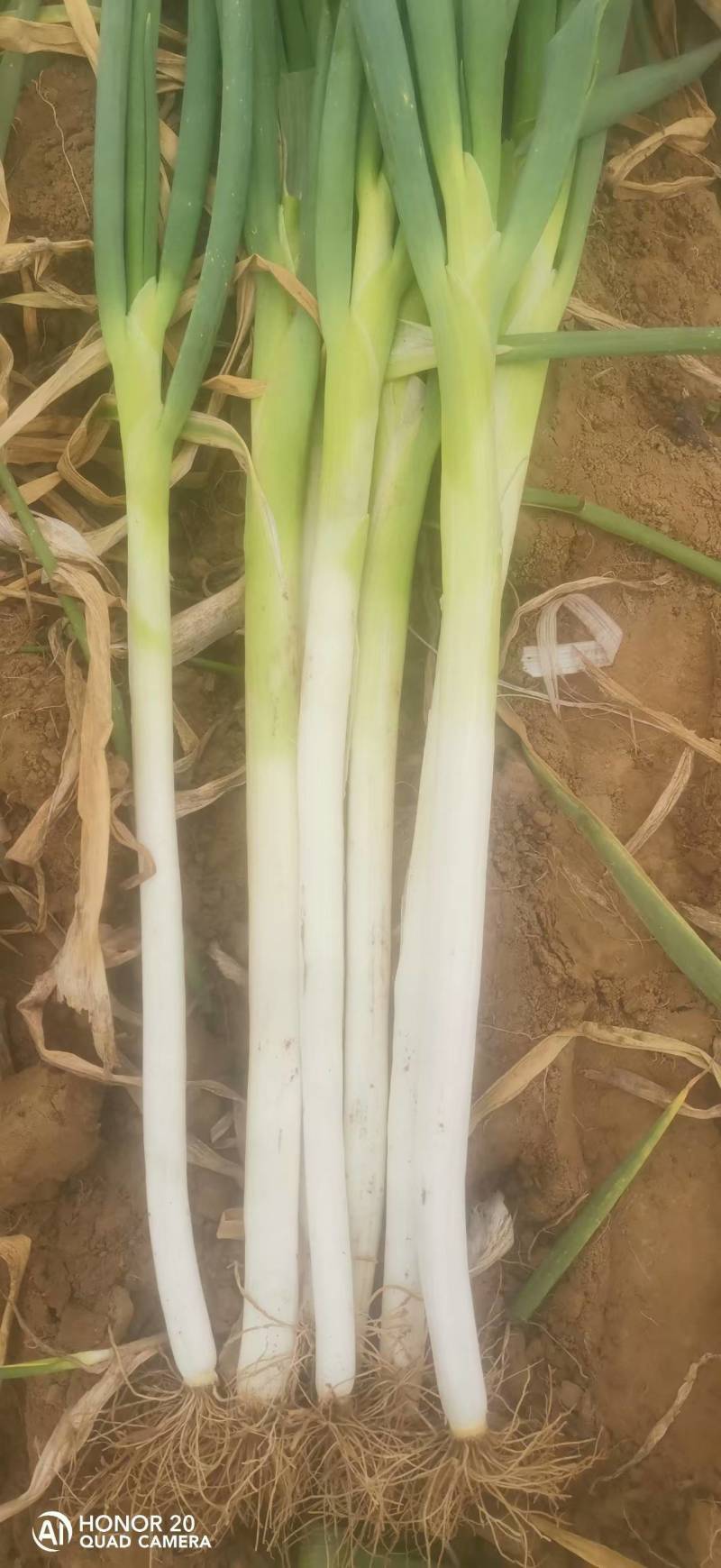 河北饶阳长白大葱目前大量上市，辛辣甜，葱香味浓郁