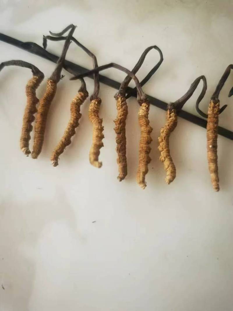 优选藏区高海拔【纯野生冬虫夏草质量保障规格齐全价格美丽