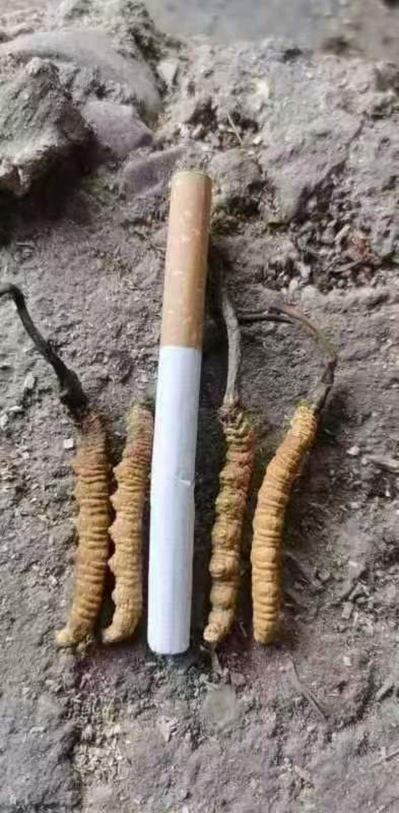 优选藏区高海拔【纯野生冬虫夏草质量保障规格齐全价格美丽