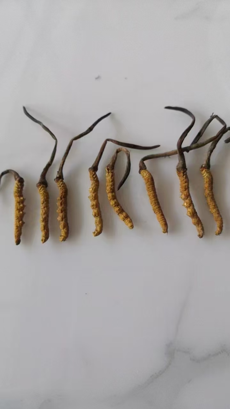 优选藏区高海拔【纯野生冬虫夏草质量保障规格齐全价格美丽