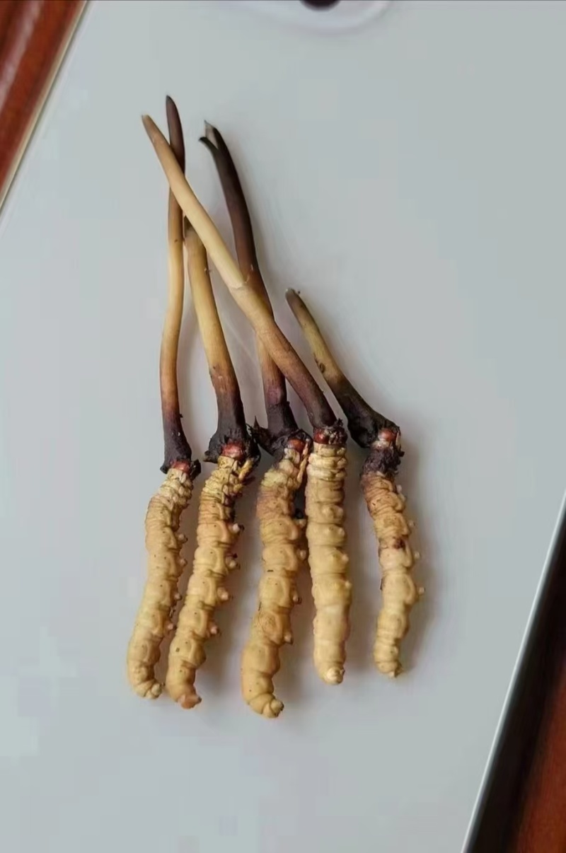 优选藏区高海拔【纯野生冬虫夏草质量保障规格齐全价格美丽