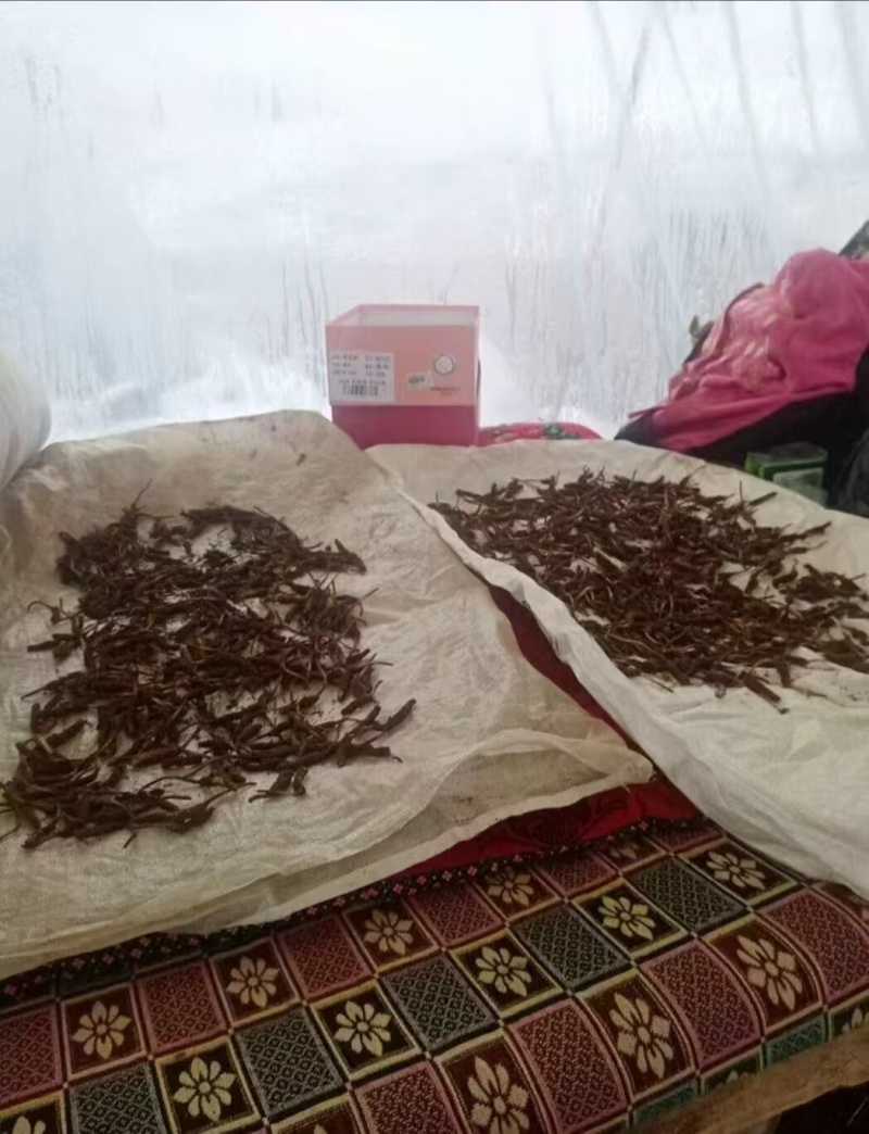 优选藏区高海拔【纯野生冬虫夏草质量保障规格齐全价格美丽