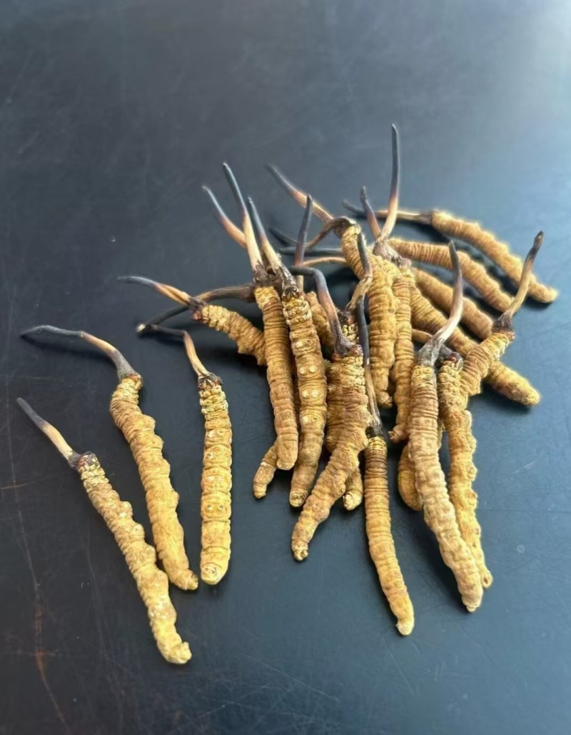 优选藏区高海拔【纯野生冬虫夏草质量保障规格齐全价格美丽