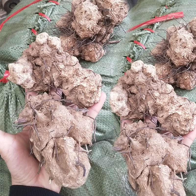 无比加革界元根牛雨无比加革药材无比加革泡酒泡水