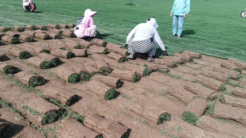马尼拉草坪，美观耐踏，品质保证，欢迎致电