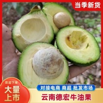 云南德宏牛油果大量上市一手货源，对接商超市场电商代发