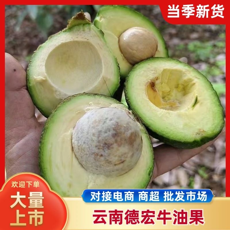 云南德宏牛油果大量上市一手货源，对接商超市场电商代发