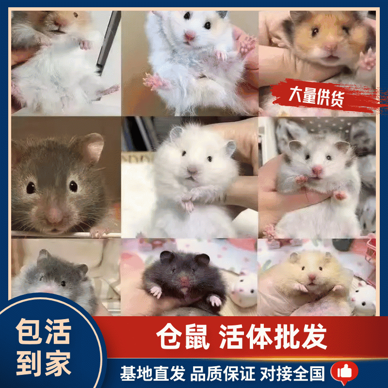 仓鼠宝宝活体批发大量出货品质保证量大从优，240只起批