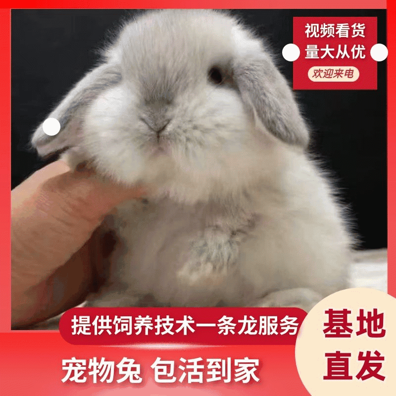 宠物兔宠物兔价格便宜质量好！30只起批提供饲养技术！