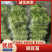 山东豌豆苗/种植基地产地直发一条龙服务欢迎各地客商