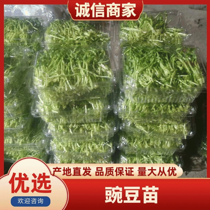 山东豌豆苗/种植基地产地直发一条龙服务欢迎各地客商