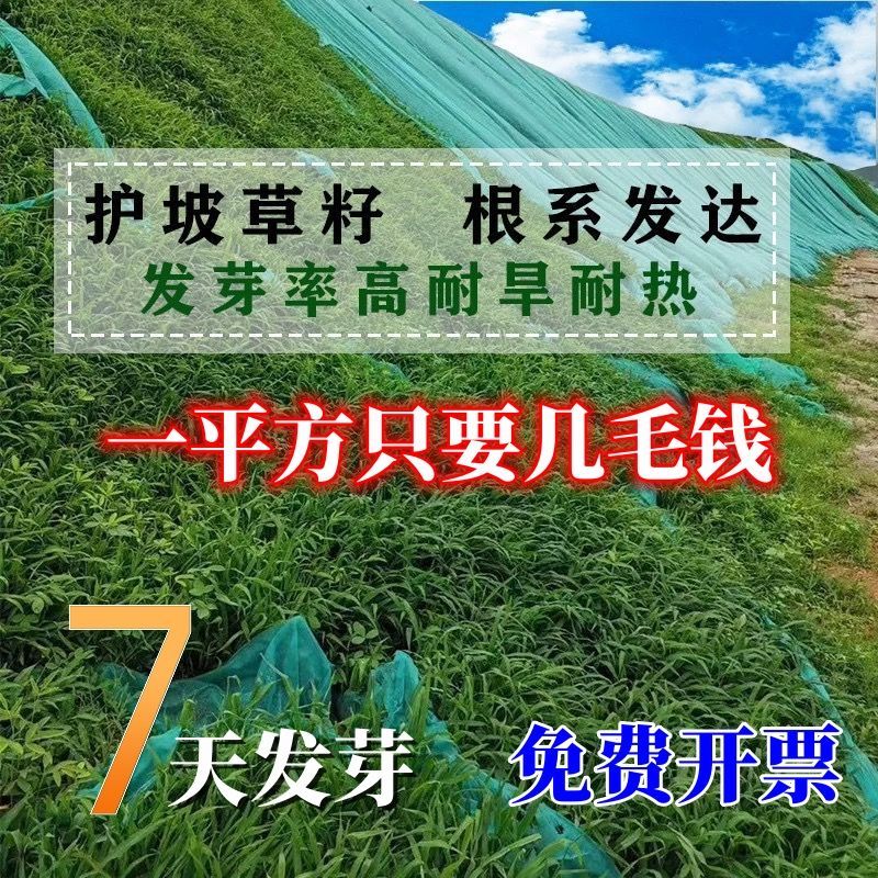进口混播四季护坡草坪草籽耐旱绿化固土种子野草四季青草坪草