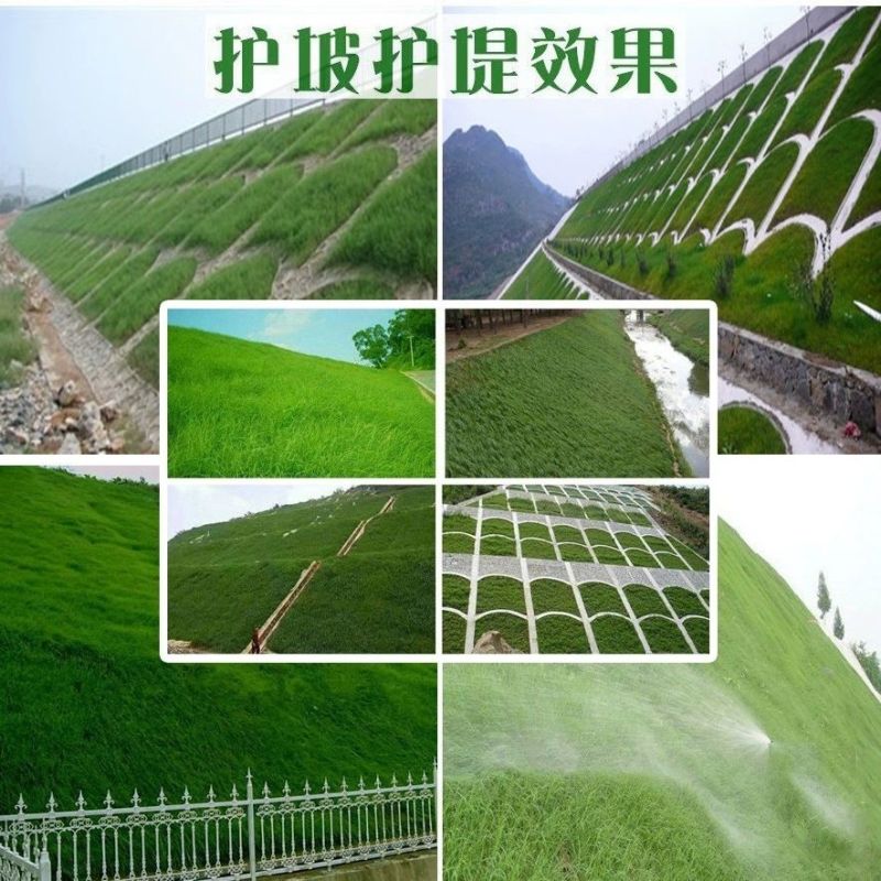 进口混播四季护坡草坪草籽耐旱绿化固土种子野草四季青草坪草