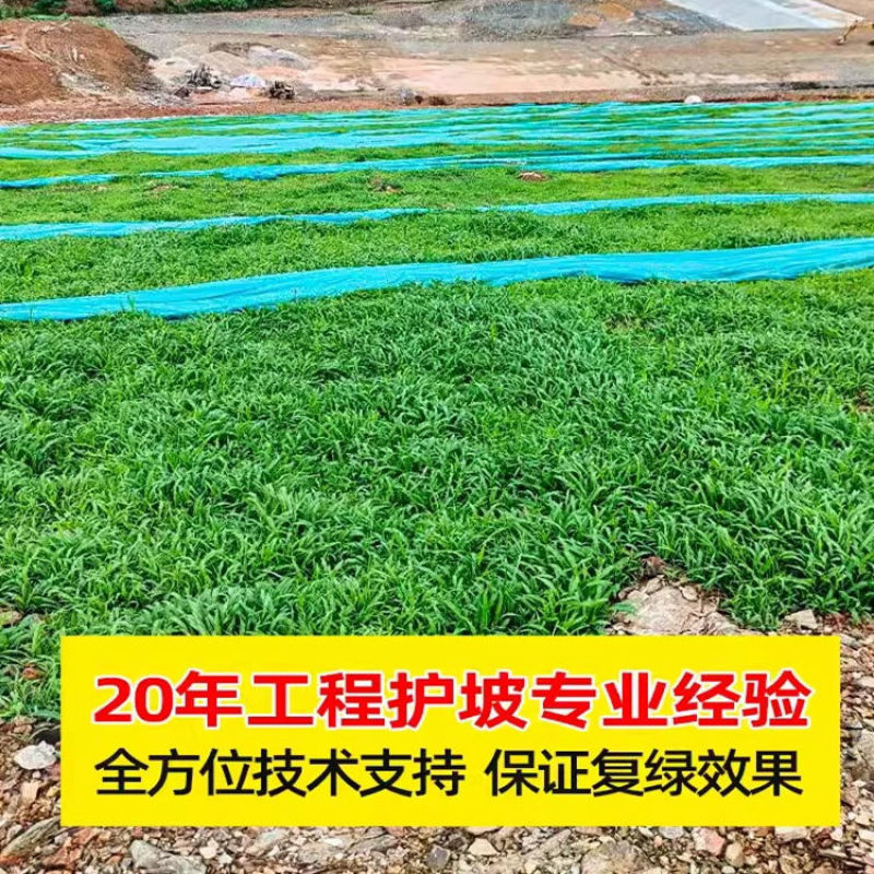 进口混播四季护坡草坪草籽耐旱绿化固土种子野草四季青草坪草