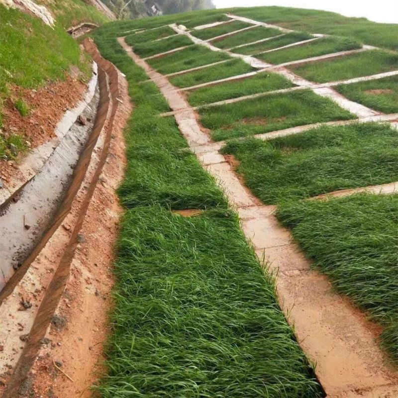 进口混播四季护坡草坪草籽耐旱绿化固土种子野草四季青草坪草