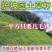 进口混播四季护坡草坪草籽耐旱绿化固土种子野草四季青草坪草