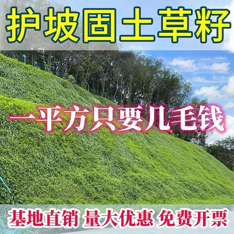 进口混播四季护坡草坪草籽耐旱绿化固土种子野草四季青草坪草