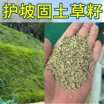 进口混播四季护坡草坪草籽耐旱绿化固土种子野草四季青草坪草