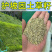 进口混播四季护坡草坪草籽耐旱绿化固土种子野草四季青草坪草