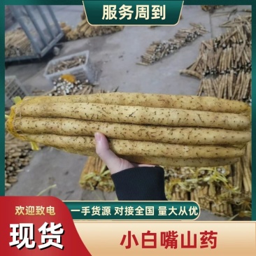 【小白嘴山药】河北石家庄产地直发提供水洗包装服务