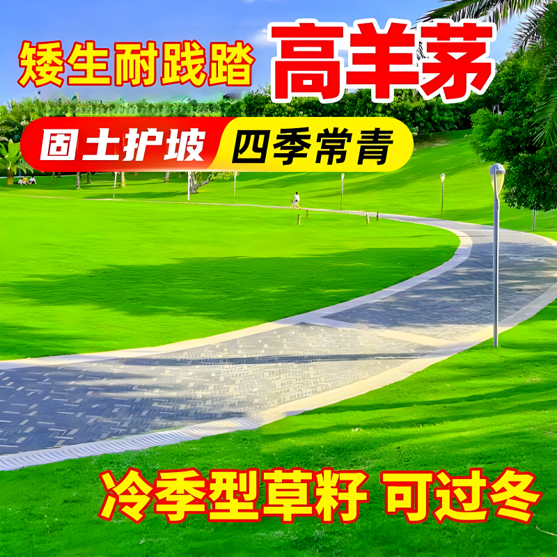 高羊茅进口草种草坪种籽高羊毛四季青护坡草狗牙根黑麦草种子
