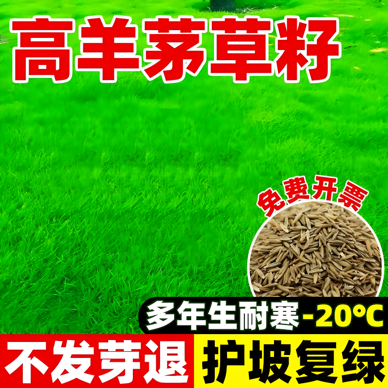 高羊茅进口草种草坪种籽高羊毛四季青护坡草狗牙根黑麦草种子