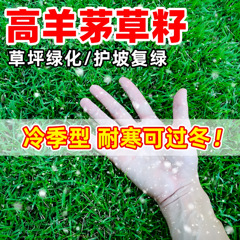 高羊茅进口草种草坪种籽高羊毛四季青护坡草狗牙根黑麦草种子