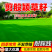 草坪草籽四季常青免修剪细弱剪股颖匍匐剪股颖庭院别墅绿化草