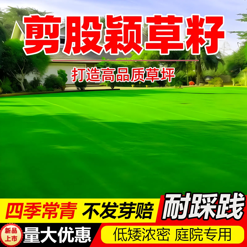 草坪草籽四季常青免修剪细弱剪股颖匍匐剪股颖庭院别墅绿化草