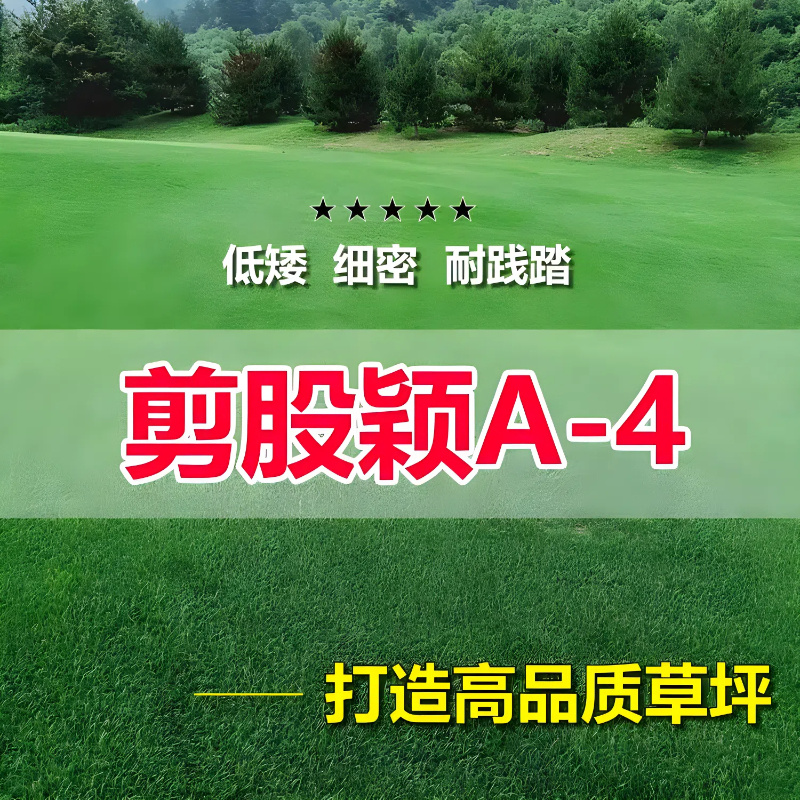 草坪草籽四季常青免修剪细弱剪股颖匍匐剪股颖庭院别墅绿化草