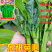 广东甜菜心特甜脆菜苔芯种子绿菜苔耐热寒蔬菜籽菜苔种子