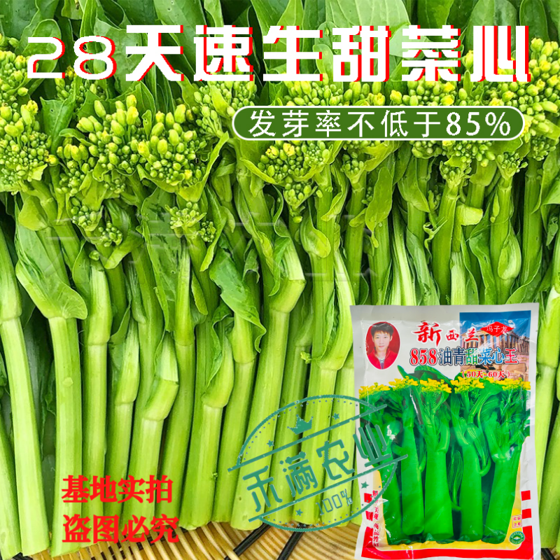广东甜菜心特甜脆菜苔芯种子绿菜苔耐热寒蔬菜籽菜苔种子