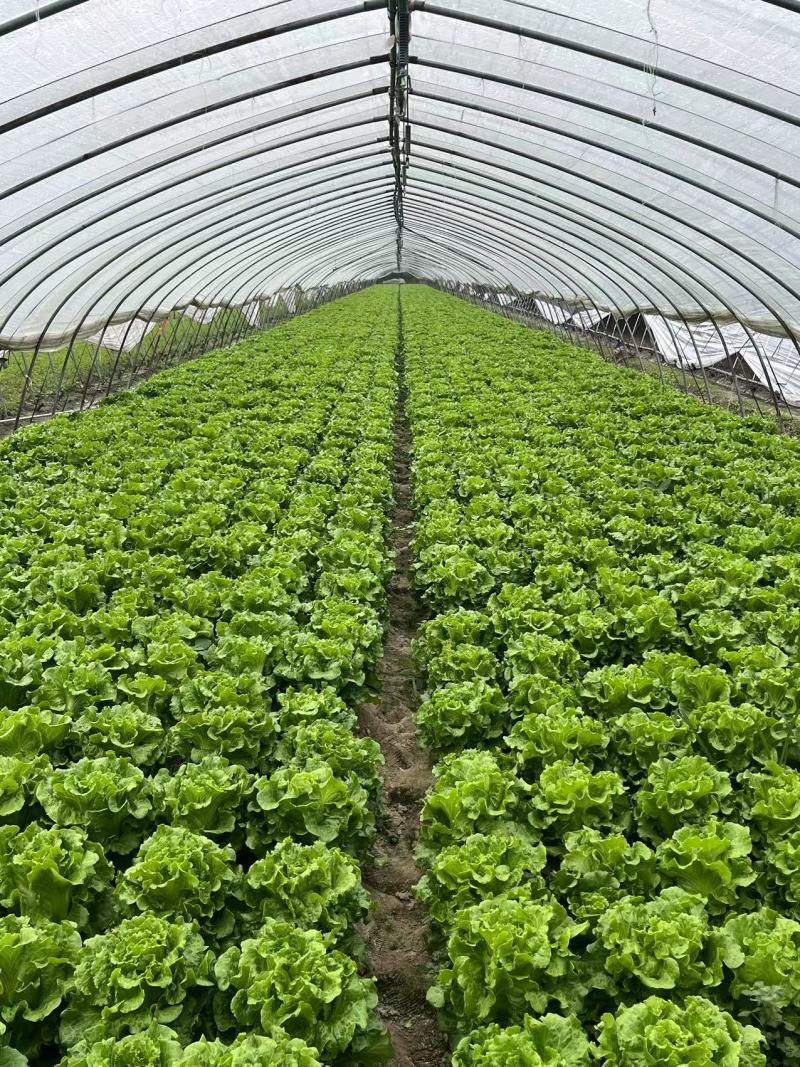 江苏生菜意大利生菜产地直发品质好支持视频看货