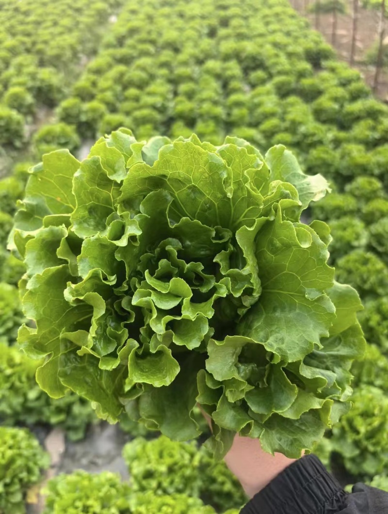 江苏生菜意大利生菜产地直发品质好支持视频看货