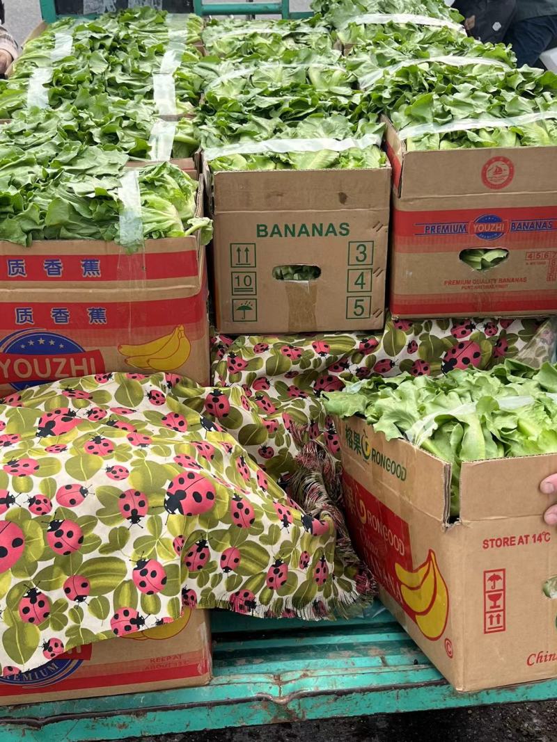 江苏生菜意大利生菜产地直发品质好支持视频看货