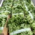 江苏生菜意大利生菜产地直发品质好支持视频看货