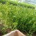 【香芹】江苏芹菜产地直发品质保障支持视频看货