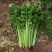 【香芹】江苏芹菜产地直发品质保障支持视频看货