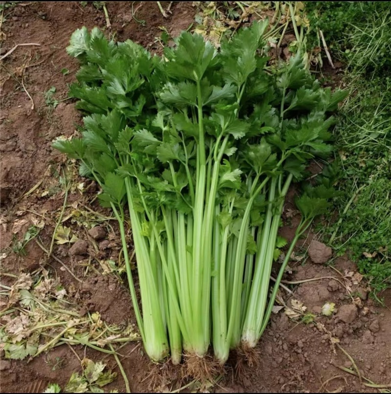 【香芹】江苏芹菜产地直发品质保障支持视频看货