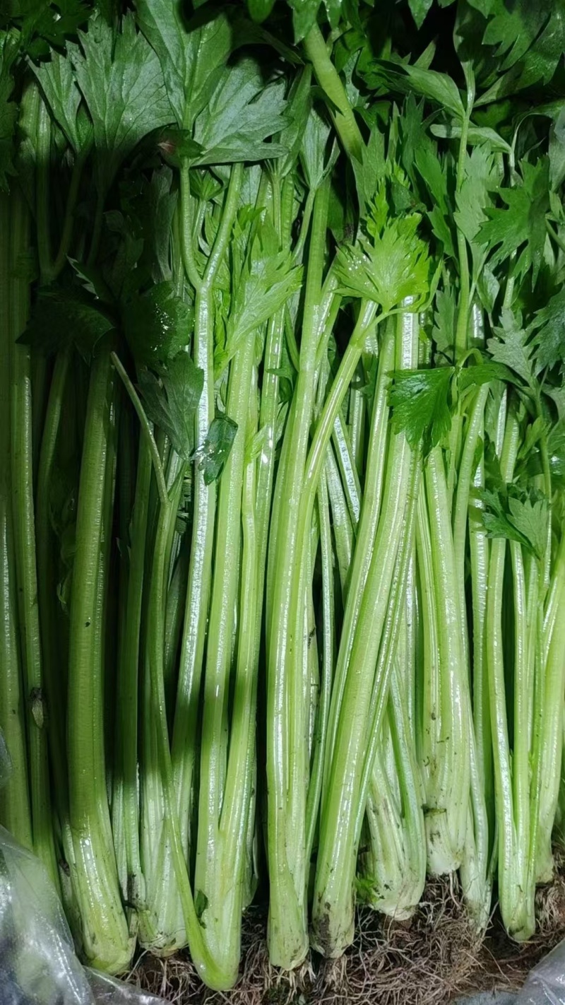 【香芹】江苏芹菜产地直发品质保障支持视频看货