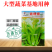 绿梗白菜苔种子甜苔菜心籽甜脆多芽高产多芽味甜白菜苔种子