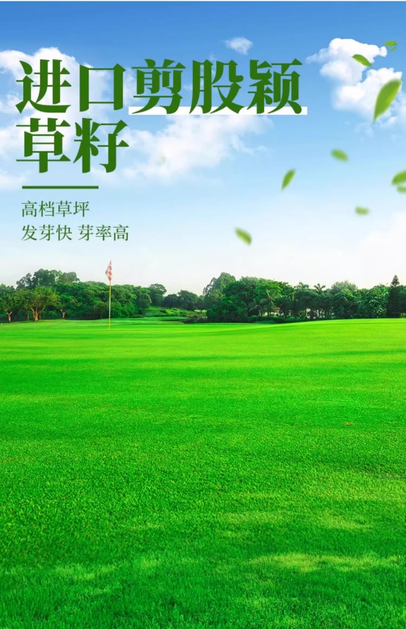 草坪草籽四季常青免修剪细弱剪股颖匍匐剪股颖庭院别墅绿化草