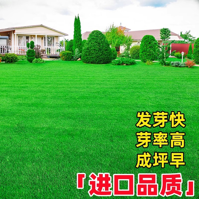 草坪草籽四季常青免修剪细弱剪股颖匍匐剪股颖庭院别墅绿化草