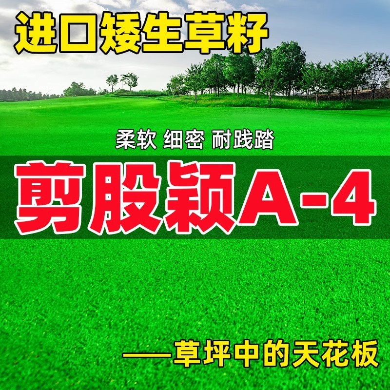 草坪草籽四季常青免修剪细弱剪股颖匍匐剪股颖庭院别墅绿化草