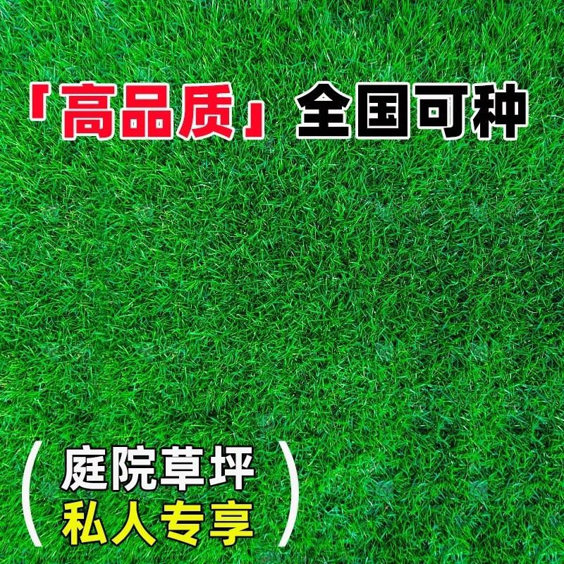 草坪草籽四季常青免修剪细弱剪股颖匍匐剪股颖庭院别墅绿化草