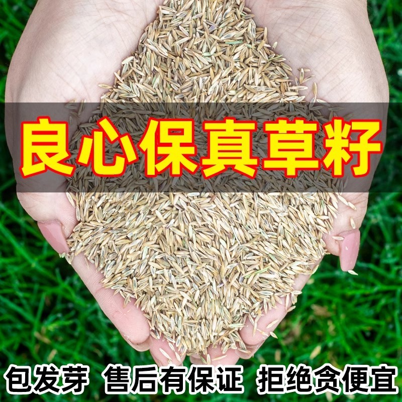 草坪草籽四季常青免修剪细弱剪股颖匍匐剪股颖庭院别墅绿化草